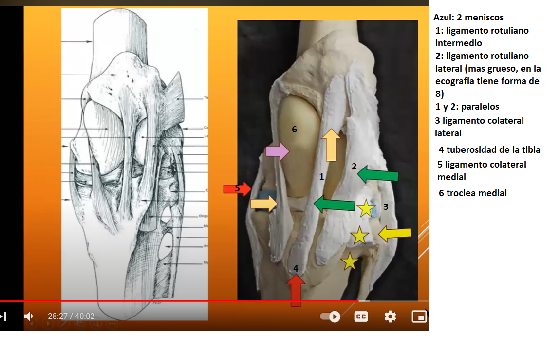 Anatomía: articulación de la babilla o rodilla del equino o femoro-tibio-rotuliana.