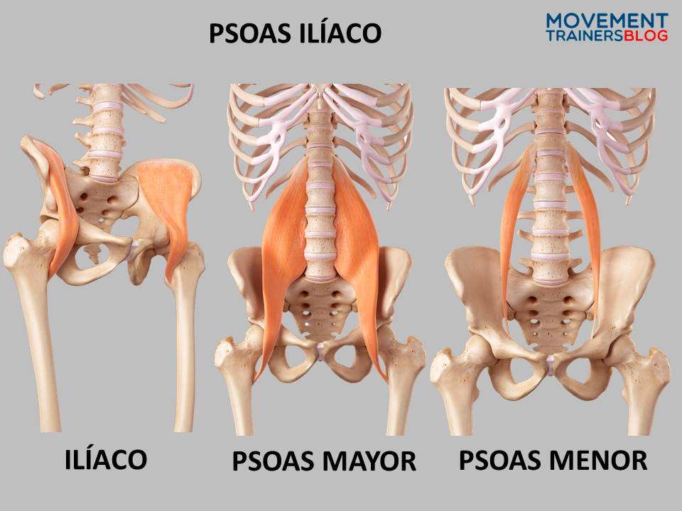 CADENAS MUSCULARES