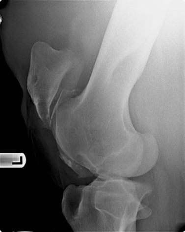 Radiografías babilla caballos