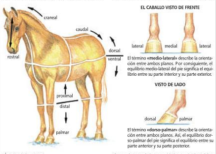 Terminología anatomica